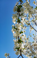 Cherry blossoms against a blue sky