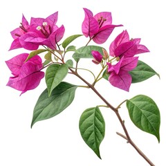 pink flower isolated on white background