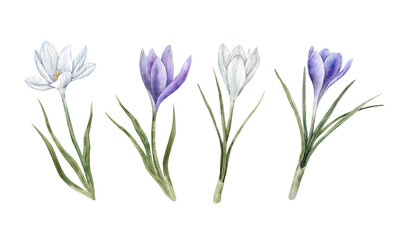 Purple and white crocuses with green leaves. Set of watercolor botanical isolated illustrations. Suitable for spring designs, wedding invitations, greeting cards, branding, packaging, textile patterns
