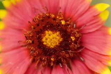Indian blanket flower in north Texas spring landscape, macro closeup of wildflower plant.