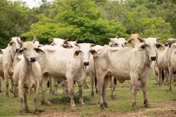 cows on the corral