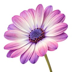 Fototapeta premium pink daisy isolated on white background