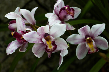 white and purple pink Cymbidium orchid