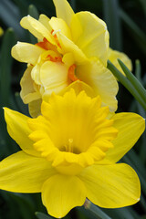 yellow daffodil flower, Narcissus spring bulb
