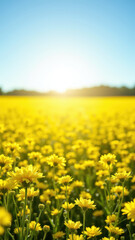 Obraz premium A vibrant field of yellow flowers under a clear sky, symbolizing abundant nature or permaculture.