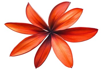 Vibrant scarlet flower petals arranged in a symmetrical pattern.