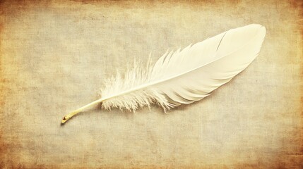 Gentle White Feather on Vintage Paper Background.