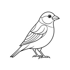 Sparrow Bird Line Art Illustration