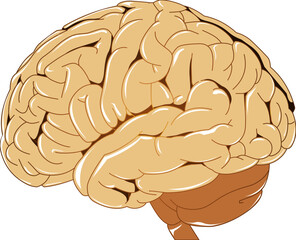 Human Brain Vector Illustration