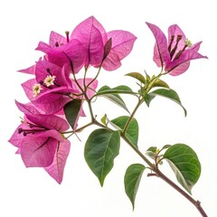 lilac flowers isolated on white background