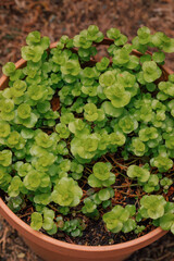 Creeping Jenny (lysimachia nummularia) in pot