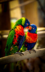 Two Rainbow Lorikeets (Trichoglossus moluccanus) perched on a wooden beam engaging in affectionate grooming amid a softly blurred habitat backdrop