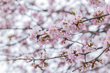 A close-up photo of delicate pink cherry blossoms on a tree branch