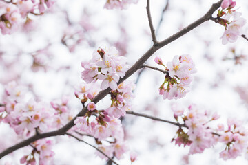 Delicate pink cherry blossoms on a tree branch
