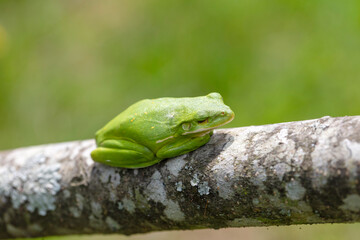 The American green tree frog (Dryophytes cinereus or Hyla cinerea)