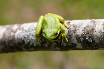 The American green tree frog (Dryophytes cinereus or Hyla cinerea)