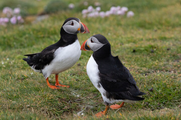 A pair of atlantic puffins on the cliffs of the Isle of Noss in Shetlands.