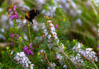 Bee hovering with wings fluttering as it collects nectar from flowering heather plant "Winter heath" "Erica carnea". Dublin, Ireland