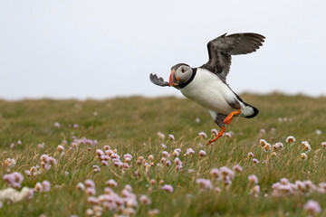 An atlantic puffin lands on a grassy patch on the cliffs around the Isle of Noss.