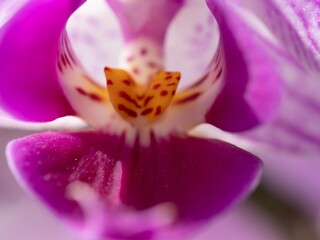 Close up of the purple moon orchid flower called because when it flowers it is shaped like a moon, pink moon orchids (phalaenopsis amabilis) in bloom.