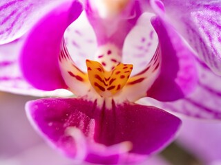 Close up of the purple moon orchid flower called because when it flowers it is shaped like a moon,...