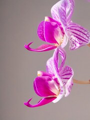 Close up of the purple moon orchid flower called because when it flowers it is shaped like a moon, pink moon orchids (phalaenopsis amabilis) in bloom.