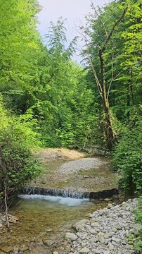 Green jungle river