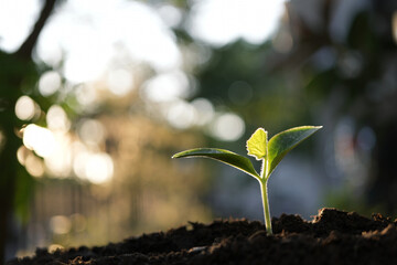Pumpkin sprout growing under sunlight