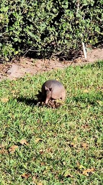 Armadillo in the garden 