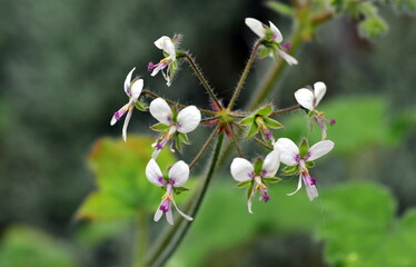 Nahaufnahme von Pfefferminzpelargonienblüten