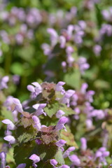 Purple flowers of lamium purpureum bloom in a wild field in spring