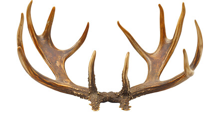 Fototapeta premium Elegant Deer Antlers Forest-Inspired Wall Mount, Rustic Wildlife Trophy Decor.
