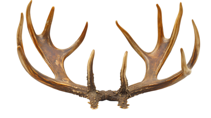Elegant Deer Antlers Forest-Inspired Wall Mount, Rustic Wildlife Trophy Decor.