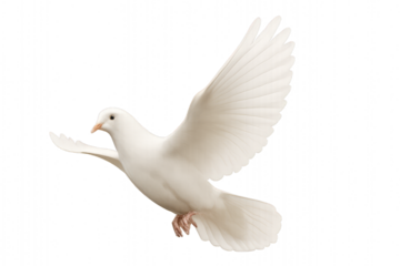 White Dove Flying Gracefully in a Bright Open Sky Above Lush Green Trees