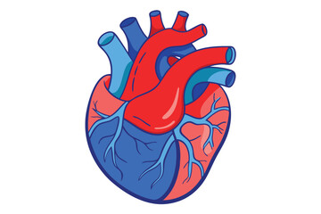 Modern Minimalistic Human Heart on white.