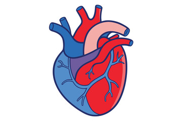 Modern Minimalistic Human Heart on white.