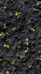 Dark Fertile Soil Texture with Tiny Green Sprouts Macro Hopeful New Growth Background