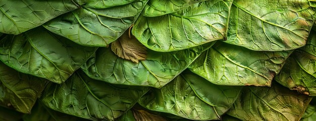 Fototapeta premium Green Hop Cones Texture Macro Detail Harvest Light Background