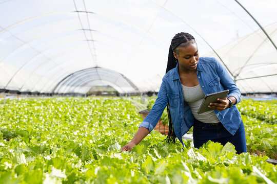 African American woman inspecting lettuce rows inside greenhouse, using tablet for data, copy space