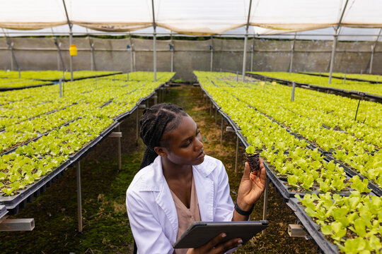 Young African American woman examining lettuce seedling using tablet in greenhouse among trays