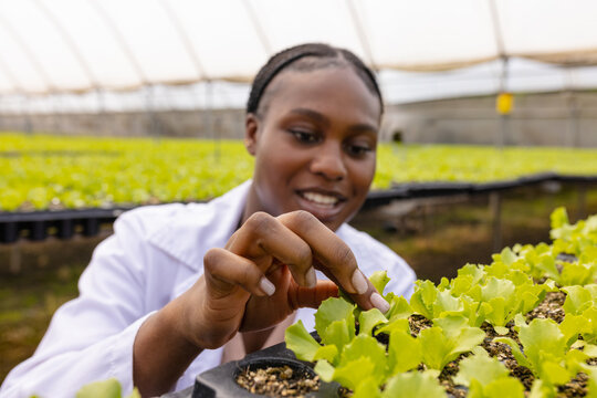 African American woman inspecting lettuce seedlings in greenhouse, handling plastic trays and soil - Powered by Adobe