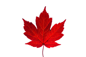 maple leaf isolated on transparent background
