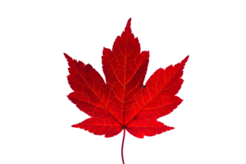 maple leaf isolated on transparent background