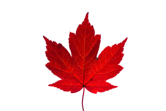 maple leaf isolated on transparent background
