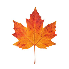 Obraz premium Isolated vibrant autumn maple leaf in orange and red hues
