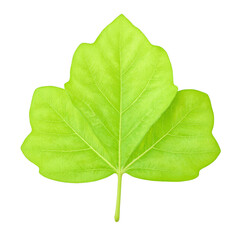 Fototapeta premium Isolated lime green sassafras leaf three lobed and vibrant perfect for botanical designs and nature themed projects