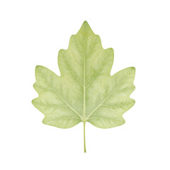 Fototapeta premium Isolated delicate light green new spring beech leaf soft and fresh