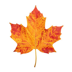 Obraz premium Isolated vibrant autumn maple leaf in orange and red hues