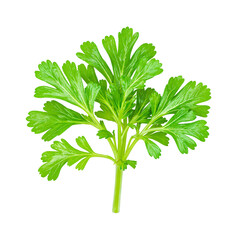 Isolated fresh parsley sprig with crisp leaves vibrant and perfect for food and health concepts
