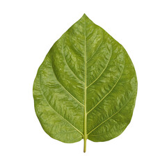 Obraz premium Isolated flat tobacco leaf with prominent veins for a crisp and detailed look in your projects